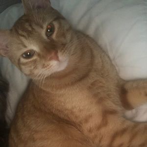 Meet your Posher, Shaun